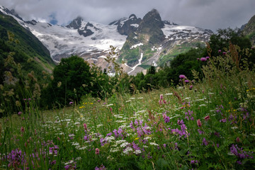 Field with flowering plants, herbs and flowers on Dombai