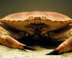 Edible Crab, cancer pagurus