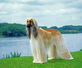 Afghan Hound, Adult standing near Lake