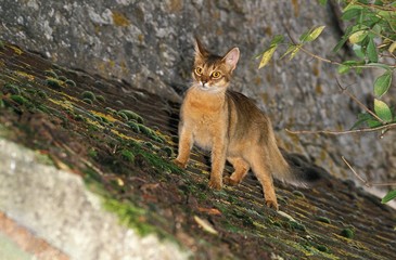 Somali Domestic Cat on Roof