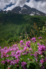 Field with flowering plants, herbs and flowers on Dombai