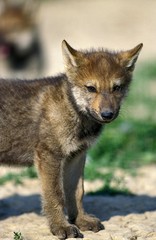 European Wolf, canis lupus, Pup