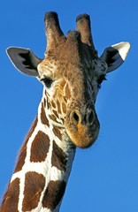 Naklejka premium Reticulated Giraffe, giraffa camelopardalis reticulata, Portrait of Adult, Samburu Park in Kenya