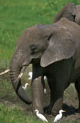 Fototapeta premium African Elephant, loxodonta africana, Calf spraying Mud on itself, with Cattle Egret, bubulcus ibis, Masai Mara park in Kenya