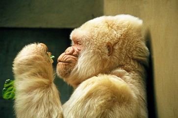 White Gorilla, gorilla gorilla, Male at Barcelona Zoo called Snowflake or Copito de Nieve