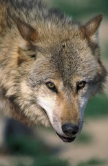 European Wolf, canis lupus, Portrait of Adult