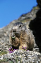 Alpine Marmot, marmota marmota, Adult eating Plant, Vanoise in the South East of France