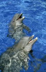 Bottlenose Dolphin, tursiops truncatus, Heads of Adult emerging from Water