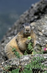 Alpine Marmot, marmota marmota, Adult eating Plant, Vanoise in the South East of France