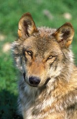 Naklejka na ściany i meble European Wolf, canis lupus, Portrait of Adult