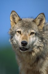 Naklejka na ściany i meble European Wolf, canis lupus, Portrait of Adult