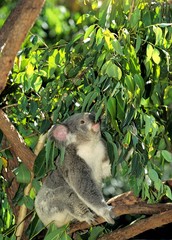 Koala, phascolarctos cinereus, Adult sitting on Branch, Australia