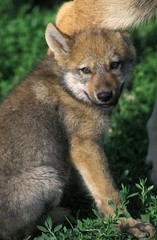 European Wolf, canis lupus, Pup