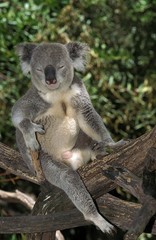 Koala, phascolarctos cinereus, Male sitting on Branch, Australia