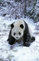 Giant Panda, ailuropoda melanoleuca, Adult sittin on Snow, Wolong Reserve in China © slowmotiongli