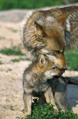 European Wolf, canis lupus, Pup with Mother