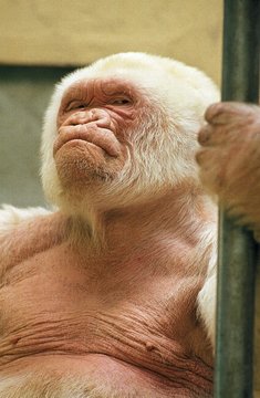 White Gorilla, Gorilla Gorilla, Male At Barcelona Zoo Called Snowflake Or Copito De Nieve