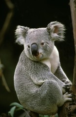 Koala, phascolarctos cinereus, Adult sitting on Branch, Australia © slowmotiongli