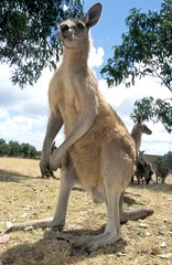 Eastern Grey Kangaroo, macropus giganteus, Australia © slowmotiongli