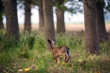 Hare in the woods