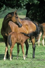 English Thoroughbred Horse, Mare with Foal suckling