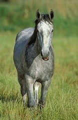 Fototapeta premium Lipizzan Horse standing in Long Grass