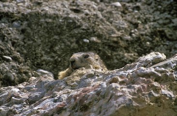 Alpine Marmot, marmota marmota, Adult camouflaged in Rocks, Vanoise in the South East of France