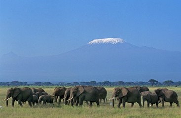 Fototapeta premium African Elephant, loxodonta africana, Herd near Kilimandjaro Mountain, Tanzania