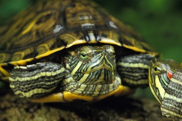 Obraz premium Red-Eared Terrapin, trachemys scripta elegans
