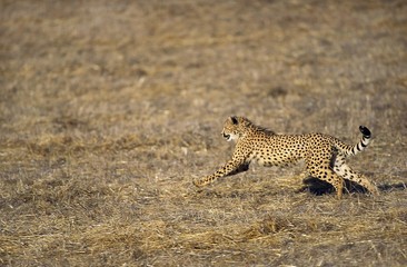 Cheetah, acinonyx jubatus, Adult running through Savanna, Masai Mara Park in Kenya
