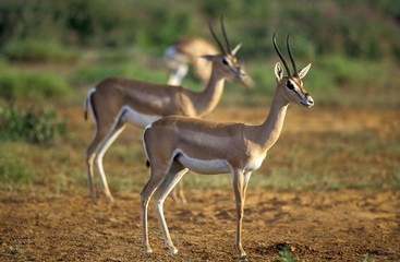 Grant's Gazelle, gazella granti, Females, Kenya