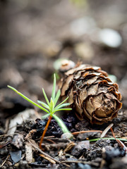 Closeup of a pine cone and a pine sprout