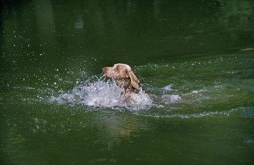 Weimar Pointer Dog, Adult playing in Water