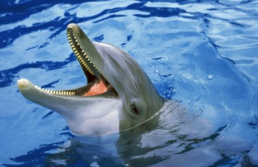 Bottlenose Dolphin, tursiops truncatus, Adult with open Mouth emerging from Water