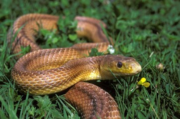 Four-Lined Snake, elaphe quatuorlineata