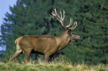 Red Deer, cervus elaphus, Male with Big Antlers