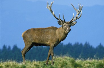 Naklejka na ściany i meble Red Deer, cervus elaphus, Male with Big Antlers