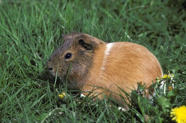 Guinea Pig, cavia porcellus, Adult standing on Grass