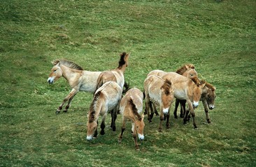 Obraz premium Przewalski Horse, Herd