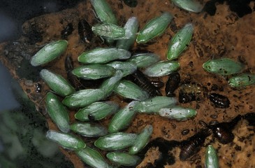 Green Banana Cockroach, panchlora nivea in South America