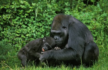 Eastern Lowland Gorilla, gorilla gorilla graueri, Mother with Young