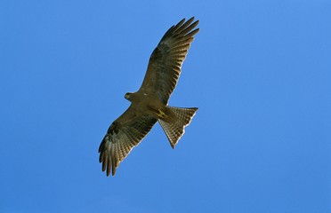 Black Kite, milvus migrans, Adult in flight against Blue Sky, Tanzanie