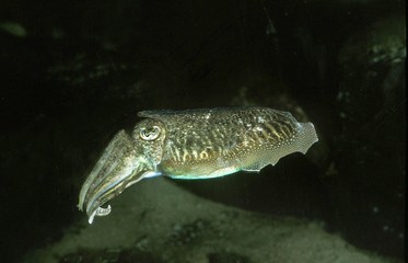 Cuttlefish, sepia sp.