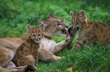 Cougar, puma concolor, Female with Cub, Licking its Paw