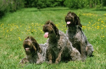 Korthal Dog or Wire-Haired Griffon, Group standing on Grass