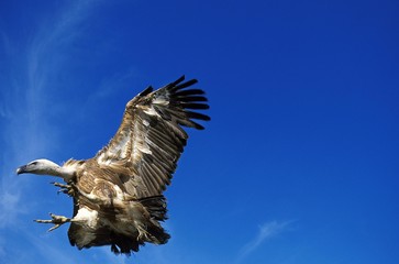Griffon Vulture, gyps fulvus, Adult in Flight