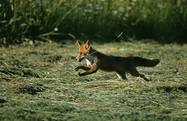 Red Fox, vulpes vulpes, Adult running, Normandy