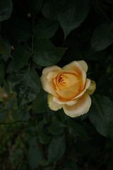 Cream and Pink Flower of Rose 'Caramel Antike' in Full Bloom
