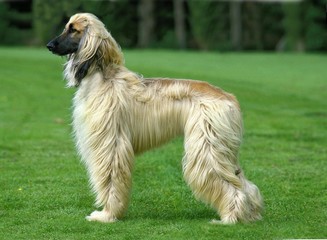 Afghan Hound, Adult standing on Grass