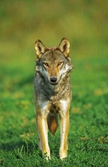 Naklejka na ściany i meble European Wolf, canis lupus, Adult standing on Grass